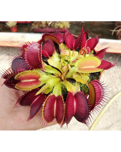 Dionaea, giant Mansille