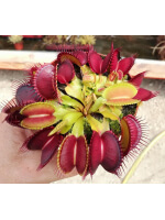 Dionaea, giant Mansille