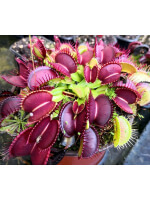 Dionaea, giant Mansille