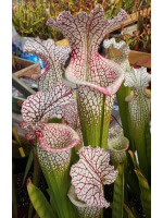 S.x Moorei -- Wilkerson's white knight  x S. leucophylla -- large pink lipped,Apalachicola CV clone