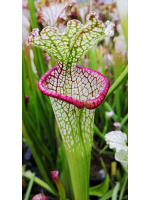 SOP02 S.'Wilkerson’s Red' open pollinated