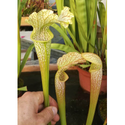 SX16 S. x excellens x SRA01 S. rubra ssp. alabamensis-Hybrides Cédric Carnivore's