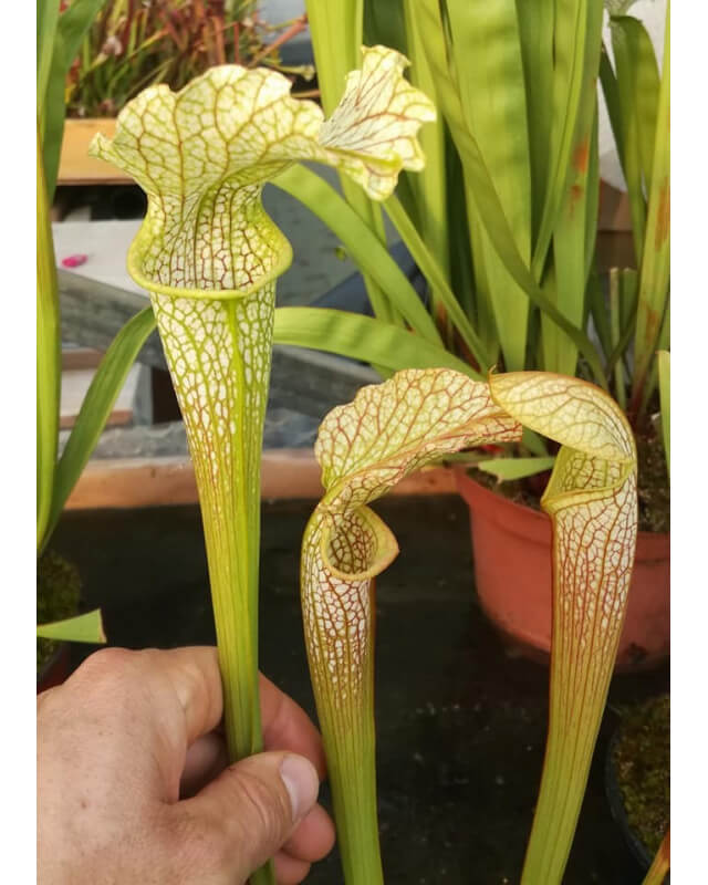 SX16 S. x excellens x SRA01 S. rubra ssp. alabamensis-Hybrides Cédric Carnivore's