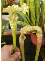 SX16 S. x excellens x SRA01 S. rubra ssp. alabamensis