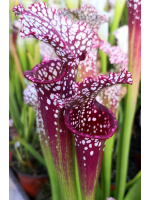 S. leucophylla -- "Santa Rosa Red"