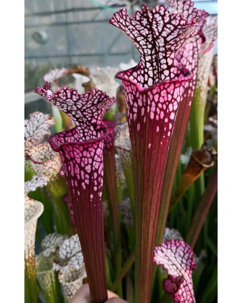 S. leucophylla -- red Tube,Perdido, AL