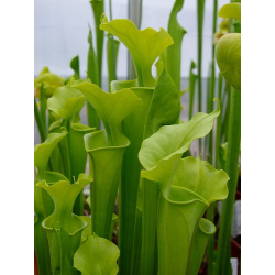 Sarracenia flava var. maxima -- wavy lidded form-var. maxima