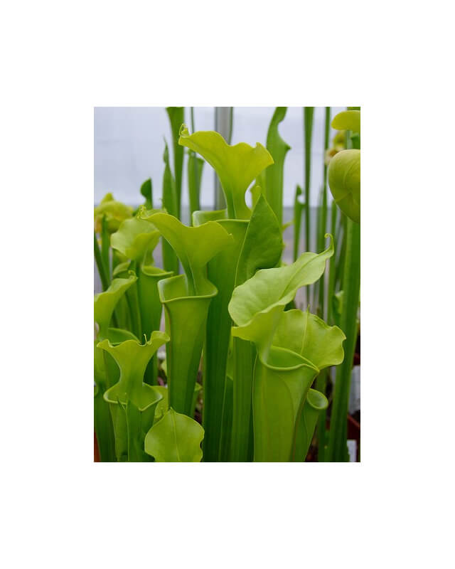 Sarracenia flava var. maxima -- wavy lidded form-var. maxima