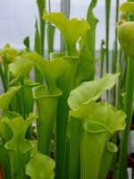 S. flava var. maxima -- wavy lidded form