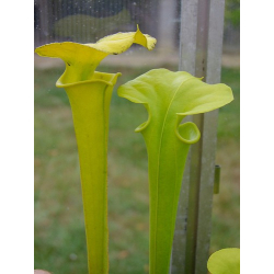 S. flava var. maxima-var. maxima