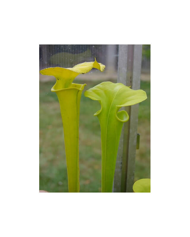 S. flava var. maxima-var. maxima
