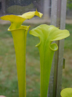 S. flava var. maxima 