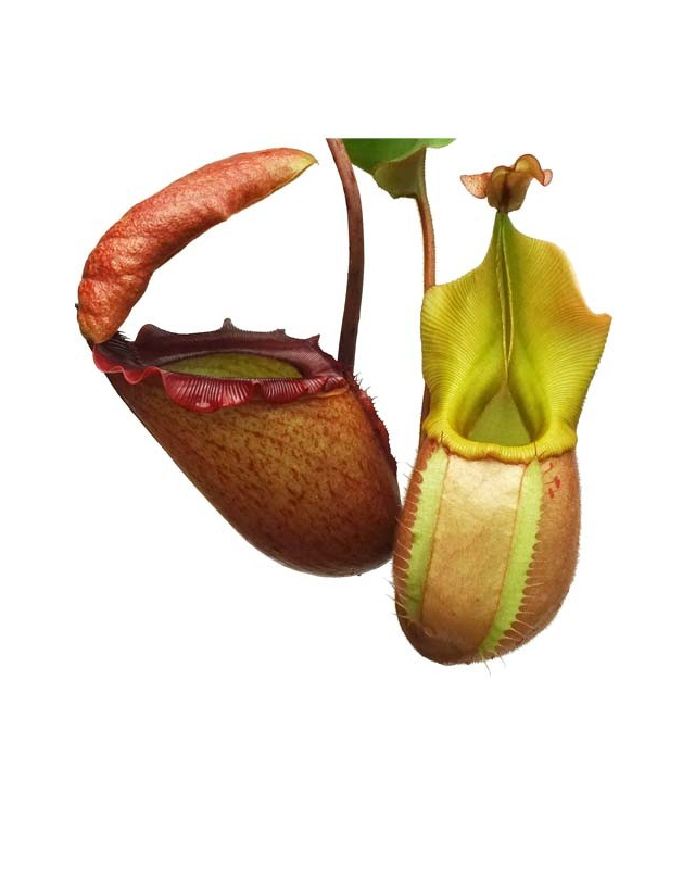 Népenthes rajah x veitchii Népenthes rajah x veitchii