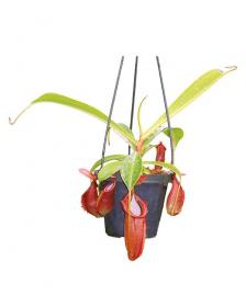Népenthes spathulata x dubia