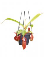 Népenthes spathulata x dubia
