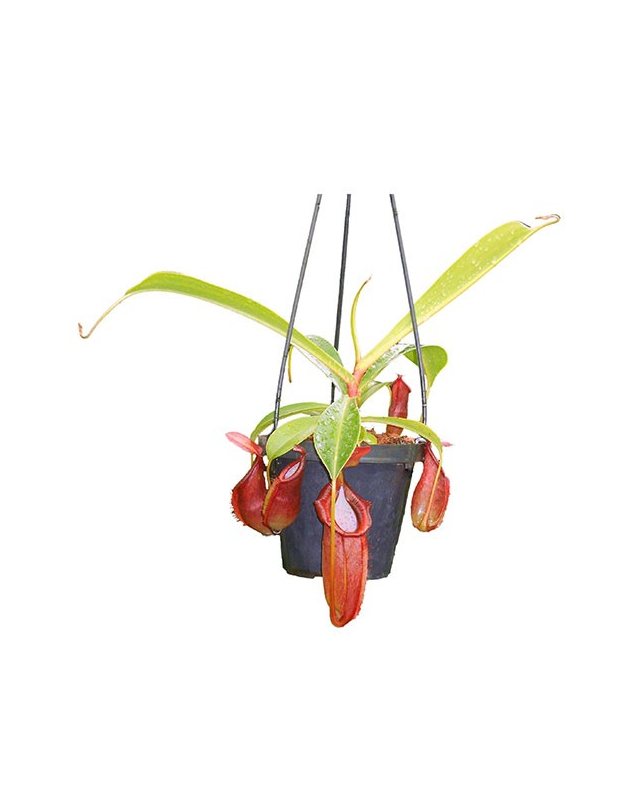 Népenthes spathulata x dubia Népenthes spathulata x dubia