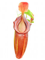 Népenthes spathulata x dubia