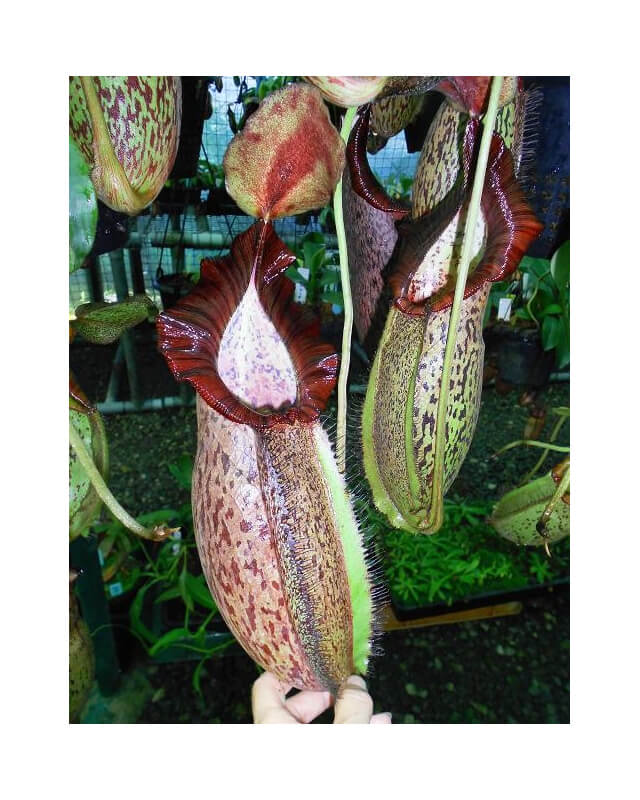 Népenthes spathulata x spectabilis