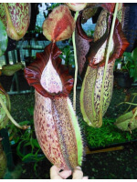 Népenthes spathulata x spectabilis