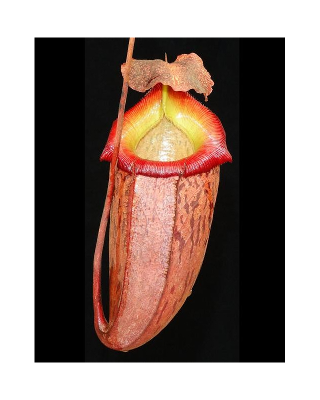 Népenthes talangensis x sibuyanensis Népenthes talangensis x sibuyanensis