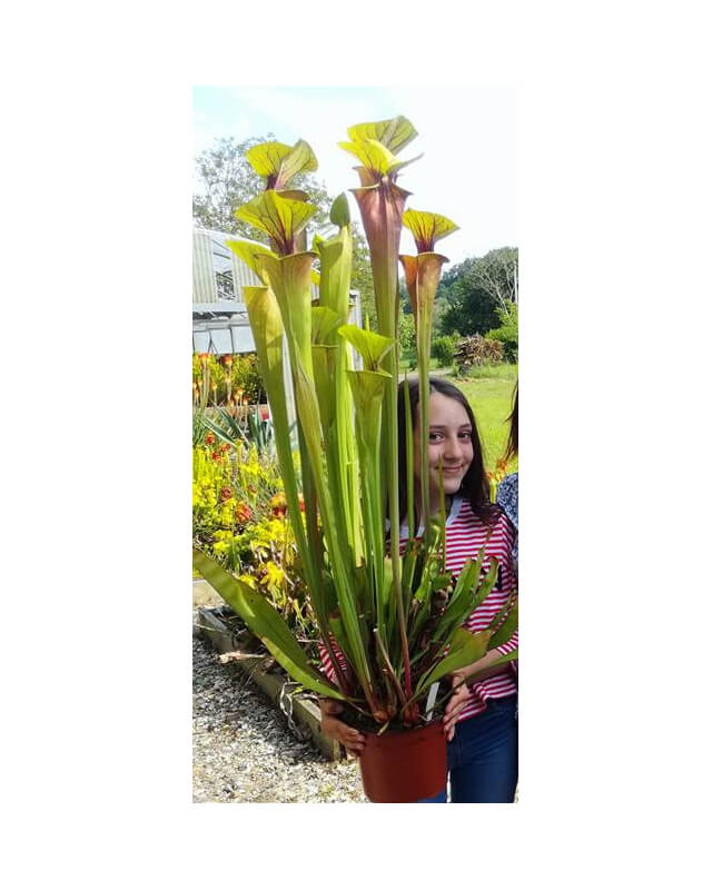 Sarracenia flava -- All red giant-Miscellaneous