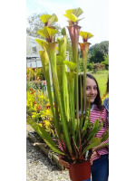 S.flava -- All red giant