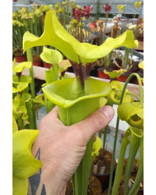 CARNIVOROUS Sarracenia FLAVA VAR rugelii telogia
