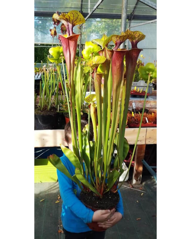 S.flava -- All red giant