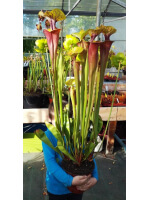 S.flava -- All red giant