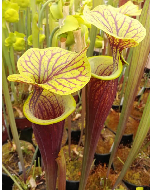 S. flava var. rubricorpora -- heavy Vein (aidan SF68)