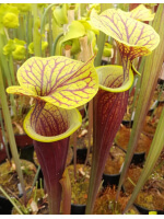 S. flava var. rubricorpora -- heavy Vein (aidan SF68)