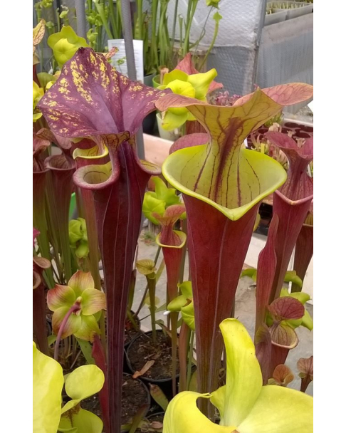 Sarracenia flava var. atropurpurea -- red Form