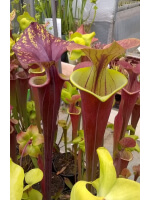 Sarracenia flava var. atropurpurea -- red Form
