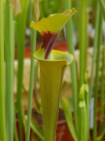 S. flava var. rugelii -- Copper tinged in early growth. 1 plant discovered near Milton, Florida(W) (F17 MK)