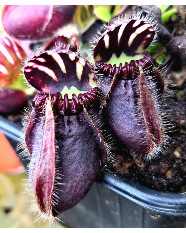Cephalotus follicularis 'Dudley watts ' Cephalotus follicularis 'Dudley watts '