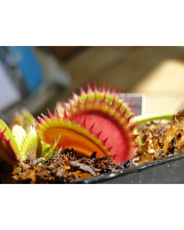 Dionaea 'coq couché'