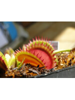 Dionaea 'coq couché'