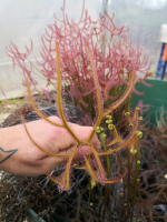 Drosera binata var. dichotoma f. pedata