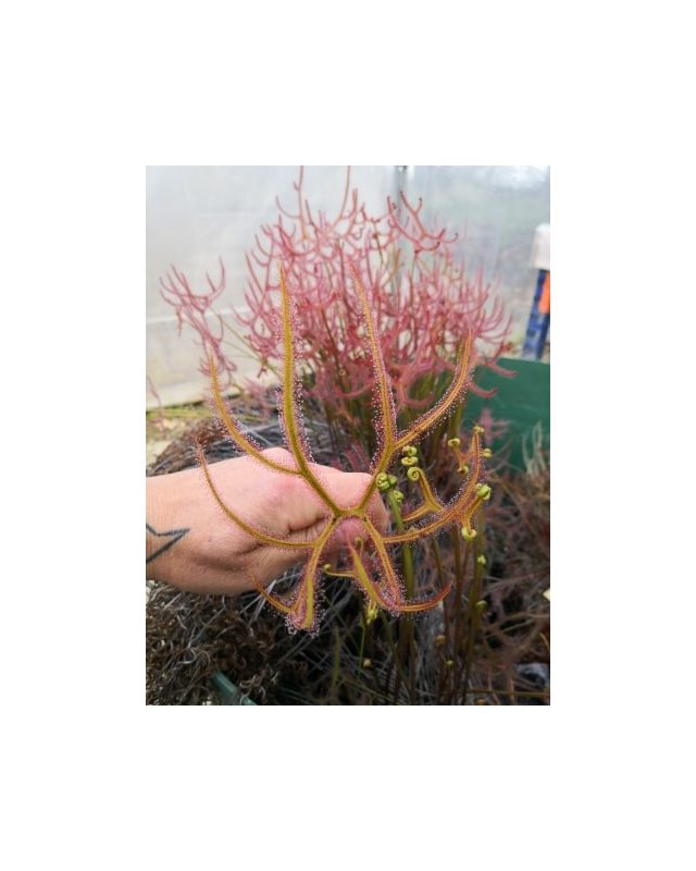Drosera binata var. dichotoma f. pedata Drosera binata var. dichotoma f. pedata