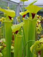 S. flava var. rugelii 