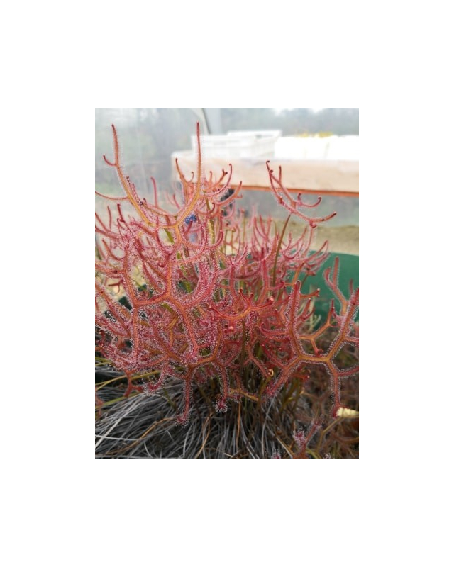 Drosera binata Drosera binata