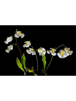Utricularia alpina Utricularia alpina