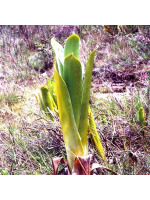 Brocchinia reducta