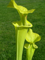 S. flava var. rugelii -- milton , Florida (Ainsworth 97)