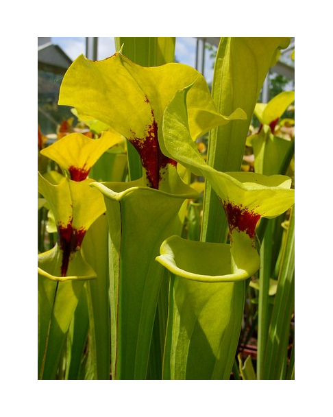 S. flava var. rugelii -- no veins, with a red ring in the neck 