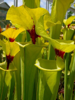 S. flava var. rugelii -- no veins, with a red ring in the neck 