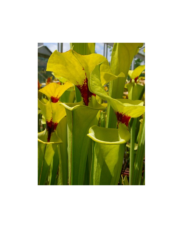 S. flava var. rugelii -- no veins, with a red ring in the neck 