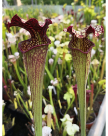 SA17 S. alata -- Black tube,Pubescent,Desoto,Clone 3,W,(AH)(A28,MK) x SL79 S.“Bocaza”