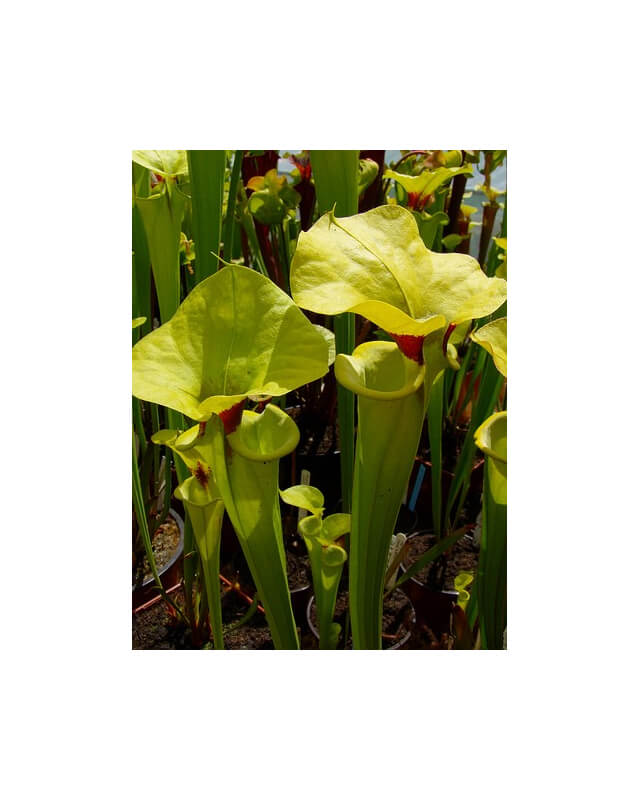 S. flava var. rugelii -- no veins, with a red ring in the neck 