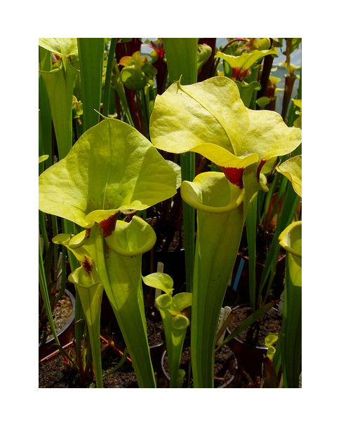 S. flava var. rugelii -- no veins, with a red ring in the neck 